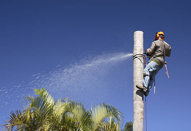 Best Root Management and Removal  in Stratford, TX